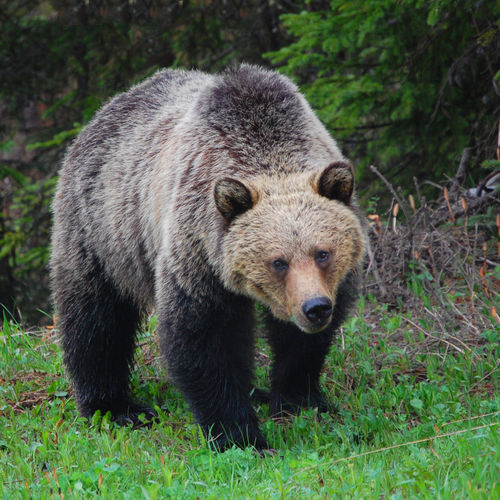Bären beobachten im Wald (2 Pers.- Gutschein)