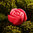 Naturseife "Trandafir", handgemacht, ca. 80 g, Rosenduft