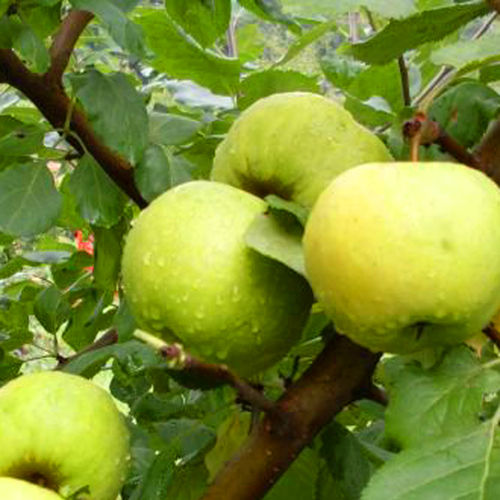 Pojnik - Apfelbaum, Hoch- oder Halbstamm